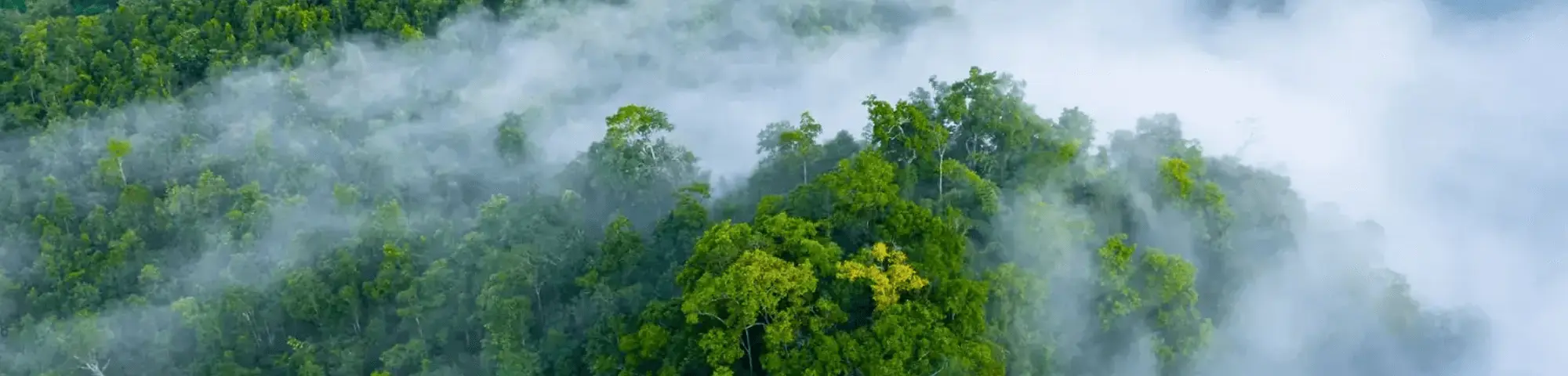 Header documents leaves forest