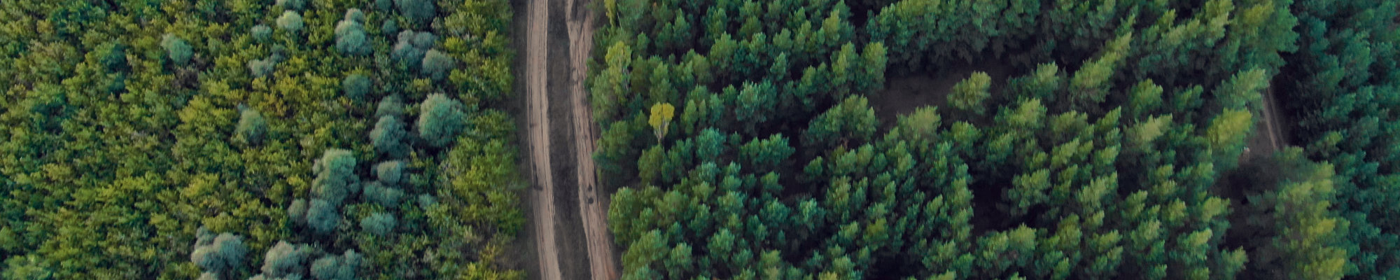 Global Tree C-Sink